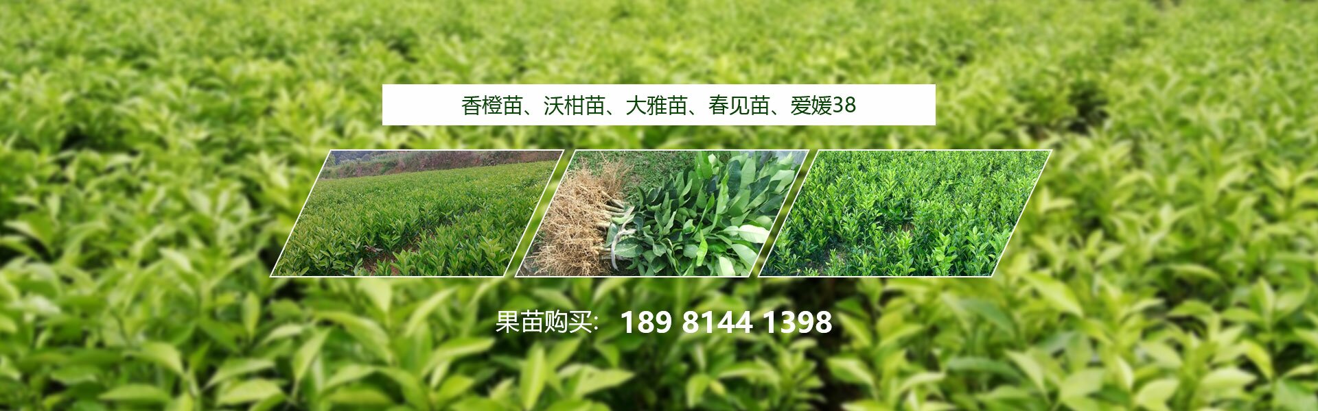 四川春沃果業(yè)有限公司